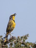 Cape Town area & West Coast 5D-Mark-IV_AS_190927_7451.jpg