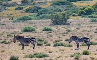 Cape Town area & West Coast 5D-Mark-IV_AS_190927_7452.jpg