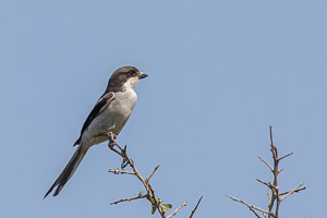 Cape Town area & West Coast 5D-Mark-IV_AS_190927_7462.jpg