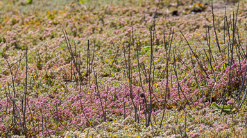 Cape Town area & West Coast 5D-Mark-IV_AS_190927_7470.jpg