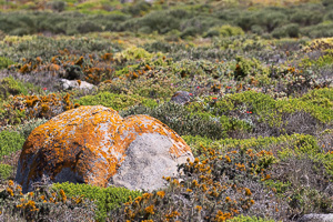 Cape Town area & West Coast 5D-Mark-IV_AS_190927_7486.jpg