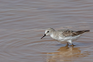 Cape Town area & West Coast 5D-Mark-IV_AS_190927_7494.jpg