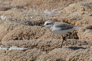 Cape Town area & West Coast 5D-Mark-IV_AS_190927_7502.jpg