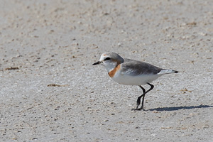 Cape Town area & West Coast 5D-Mark-IV_AS_190927_7541.jpg