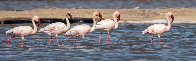 Cape Town area & West Coast 5D-Mark-IV_AS_190927_7548.jpg