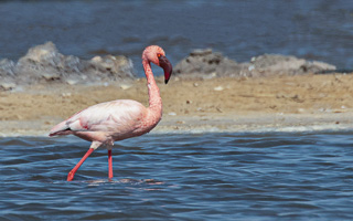 Cape Town area & West Coast 5D-Mark-IV_AS_190927_7556-Bearbeitet.jpg