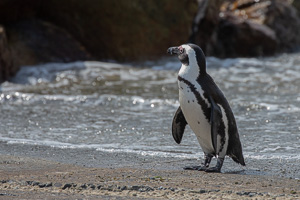 Cape Town area & West Coast 5D-Mark-IV_AS_190928_7583.jpg