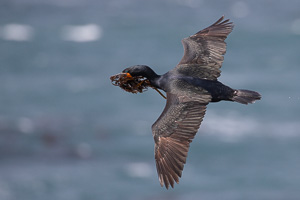 Cape Town area & West Coast 5D-Mark-IV_AS_190928_7599.jpg