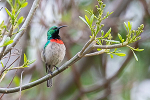 Cape Town area & West Coast 5D-Mark-IV_AS_190928_7661.jpg