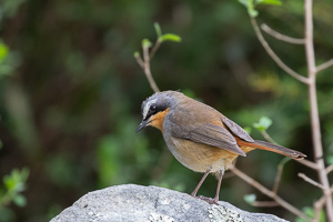 Cape Town area & West Coast 5D-Mark-IV_AS_190928_7703.jpg