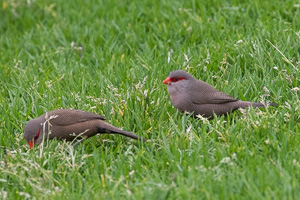 Cape Town area & West Coast 5D-Mark-IV_AS_190928_7742.jpg