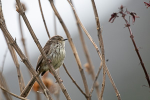 Cape Town area & West Coast 5D-Mark-IV_AS_190928_7774.jpg