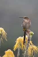 Cape Town area & West Coast 5D-Mark-IV_AS_190928_7795.jpg