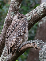 Cape Town area & West Coast 5D-Mark-IV_AS_190928_7806.jpg