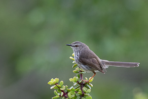 Cape Town area & West Coast 5D-Mark-IV_AS_190928_7824.jpg