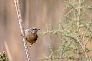 Cape Town area & West Coast 5D-Mark-IV_AS_190929_7846.jpg