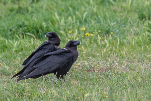 Cape Town area & West Coast 5D-Mark-IV_AS_190929_7922.jpg