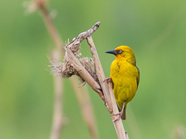 Cape Town area & West Coast 5D-Mark-IV_AS_190929_7938.jpg