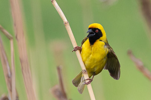 Cape Town area & West Coast 5D-Mark-IV_AS_190929_7947.jpg