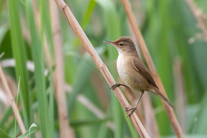Cape Town area & West Coast 5D-Mark-IV_AS_190929_7952.jpg