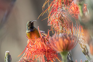 Cape Town area & West Coast 5D-Mark-IV_AS_190929_8064.jpg