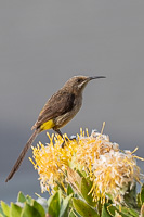 Cape Town area & West Coast 5D-Mark-IV_AS_190929_8130.jpg