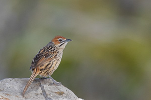 Cape Town area & West Coast 5D-Mark-IV_AS_190930_8185.jpg