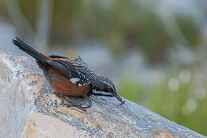 Cape Town area & West Coast 5D-Mark-IV_AS_190930_8230.jpg