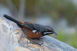 Cape Town area & West Coast 5D-Mark-IV_AS_190930_8232.jpg