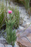 Cape Town area & West Coast 5D-Mark-IV_AS_190930_8302.jpg