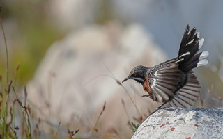 Cape Town area & West Coast 5D-Mark-IV_AS_190930_8310.jpg