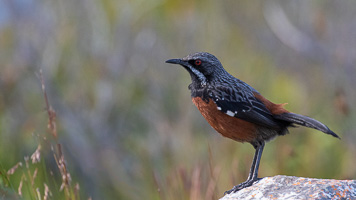 Cape Town area & West Coast 5D-Mark-IV_AS_190930_8313-Bearbeitet.jpg