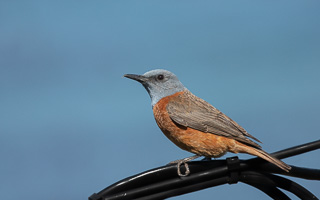 Cape Town area & West Coast 5D-Mark-IV_AS_190930_8348.jpg