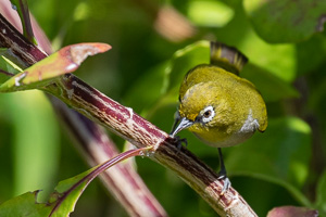 Cape Town area & West Coast 5D-Mark-IV_AS_190930_8359.jpg