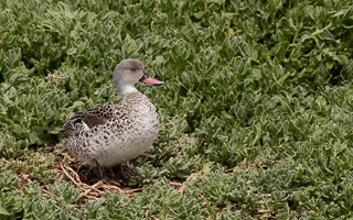 Cape Town area & West Coast 5D-Mark-IV_AS_190930_8380.jpg