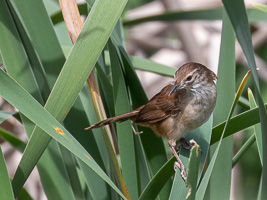 Cape Town area & West Coast 5D-Mark-IV_AS_190930_8384.jpg