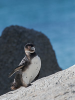 Cape Town area & West Coast 5D-Mark-IV_AS_190930_8413.jpg