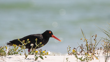 Cape Town area & West Coast 7D-Mark-II_AS_190926_5078.jpg