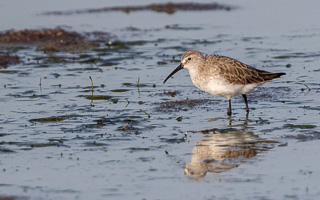 Cape Town area & West Coast 7D-Mark-II_AS_190927_5107.jpg