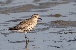 Cape Town area & West Coast 7D-Mark-II_AS_190927_5111.jpg