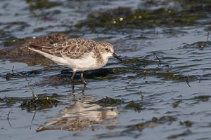 Cape Town area & West Coast 7D-Mark-II_AS_190927_5116.jpg