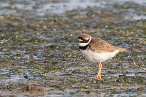 Cape Town area & West Coast 7D-Mark-II_AS_190927_5146.jpg