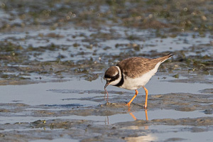 Cape Town area & West Coast 7D-Mark-II_AS_190927_5147.jpg