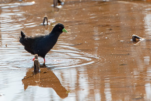 Cape Town area & West Coast 7D-Mark-II_AS_190927_5195.jpg