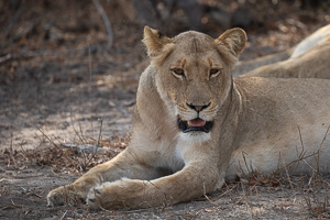 Sabi Sands Game Reserve 5D-Mark-IV_AS_191007_1206.jpg