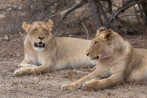 Sabi Sands Game Reserve 5D-Mark-IV_AS_191007_1223.jpg