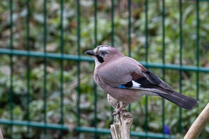 Garden Birds 5D-Mark-IV_AS_200331_5696.jpg