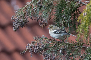 Garden Birds 5D-Mark-IV_AS_200331_5721.jpg