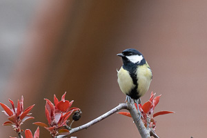 Garden Birds 5D-Mark-IV_AS_200401_5844.jpg