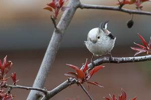 Garden Birds 5D-Mark-IV_AS_200401_5856.jpg